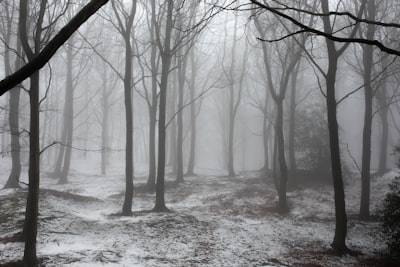Trees in snow and fog
