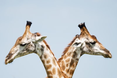 Duo Giraffe