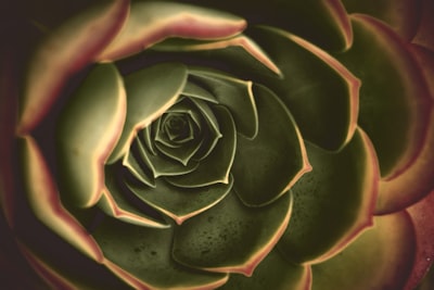 Selective focus photography of green succulent
