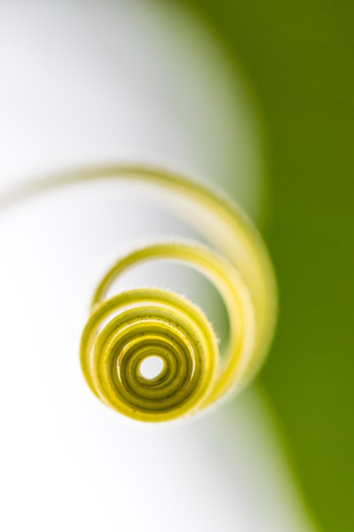 Micro photography of plant stem