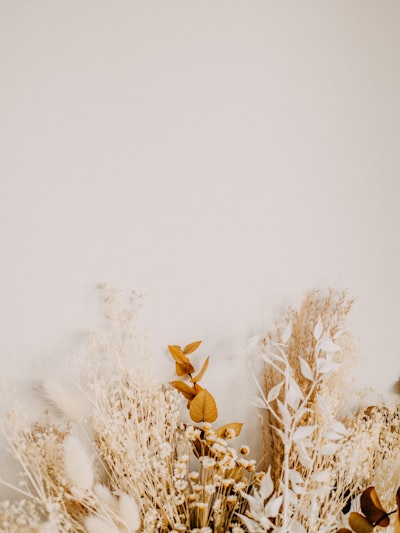 Brown dried plant on snow covered ground