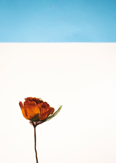 Single orange flower against white and blue wall