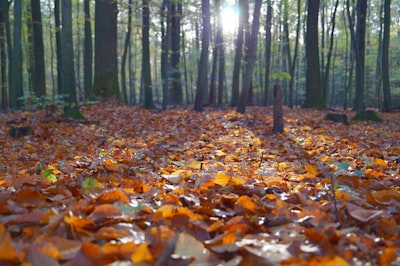 Autumn leaf blanket
