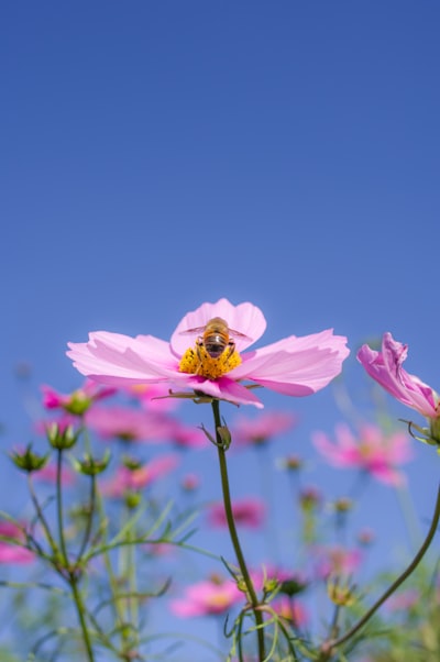 cosmos & honeybee's backside!

It's almost the end of autumn.