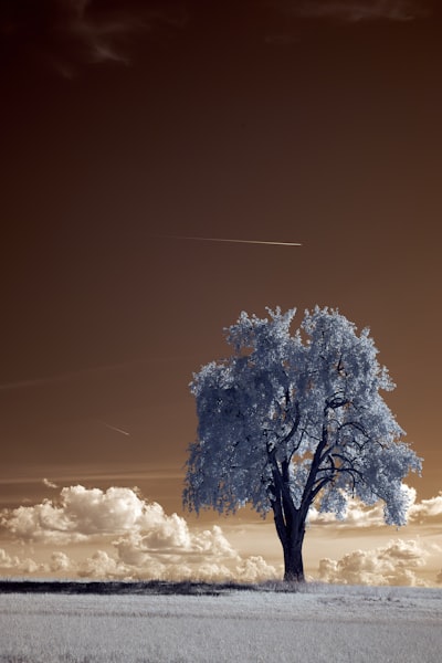White tree under white sky
