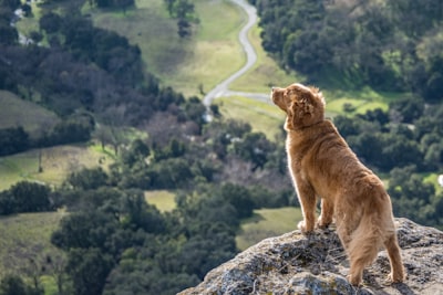 Out hiking with my dog in the Sunol Regional Wilderness in California.  We made a big climb to the top of the cliffs.  Once there, she seemed so pleased to take it all in.