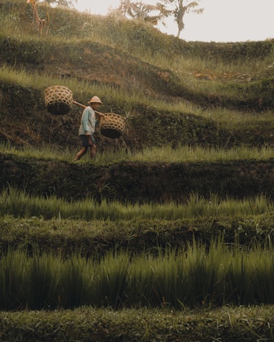 Tegalalang Rice Terrace 
