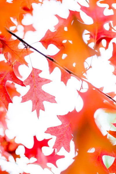 Red maple leaf