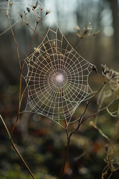 so i was by the canal at my mother-in-laws house the other morning and my 4year-old found this amazing spiderweb sparkling in the morning sun covered in morning tua. It was the perfect shot. 

no edits