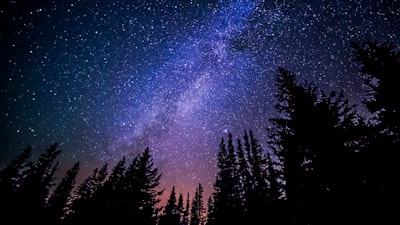 Trees against purple night sky