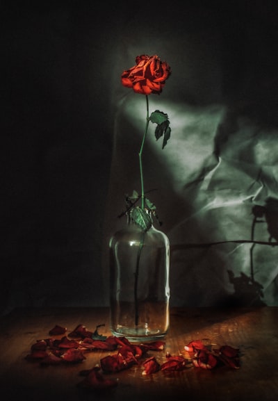 Red rose flower in vase