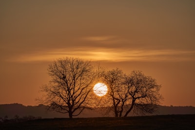 Silhouette of tree during sunset