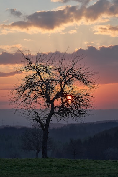 Leafless tree on green grass field during sunset