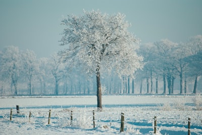 Leafless trees on snow covered ground during daytime