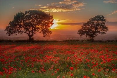 poignant scene, poppies as the sun goes down