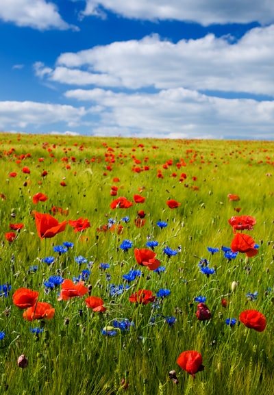 Summer field with grain and flowering red poppies