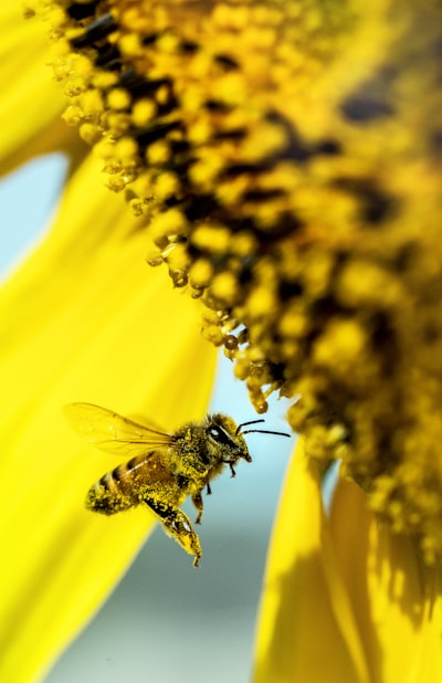 Bee world. A honeybee gets covered in pollen while visiting sunflowers for pollen and nectar.