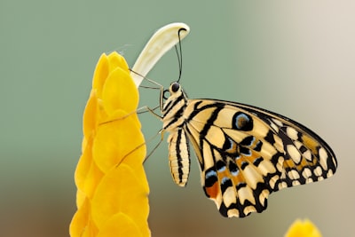 Butterfly on yellow flowers