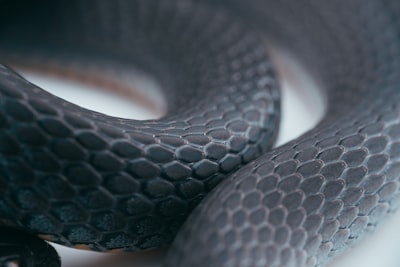 I found a ring-necked snake while doing yard work, so I took the opportunity to get some great photographs of an otherwise elusive creature then released it back to the place I found it.