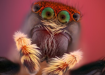 Jumping spider 10:1 macro. More images at www.js.net.nz/album