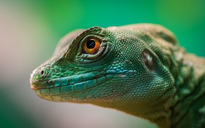 Green lizard