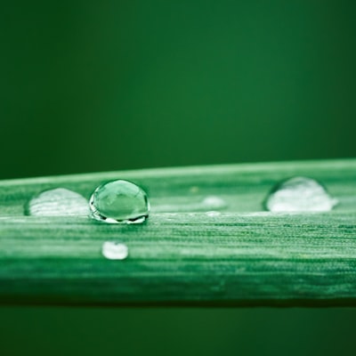 Shallow focus photography of green leaf