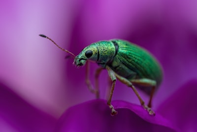 A green bug on a purple surface