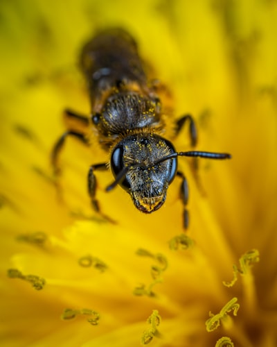 Closed-up photo of bee