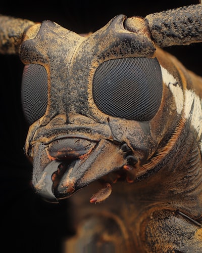 A close up of a bug's face and eyes