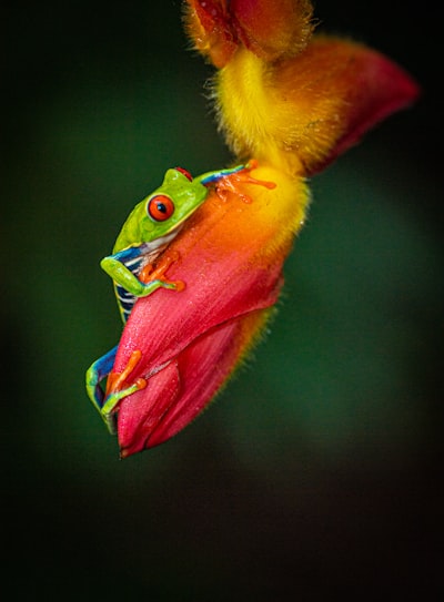 Red eyed frog with colorful flower and dark green background