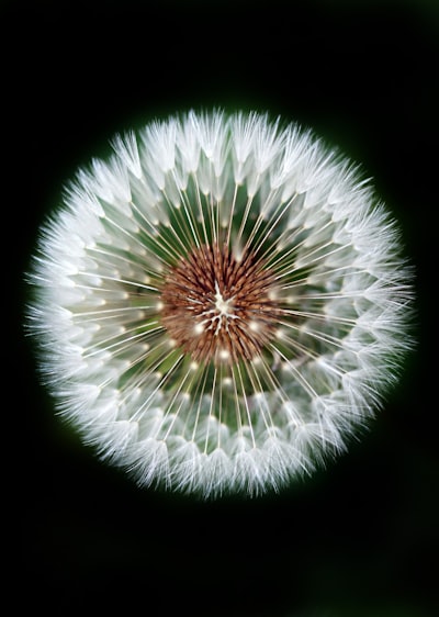 summer season garden white dandelion