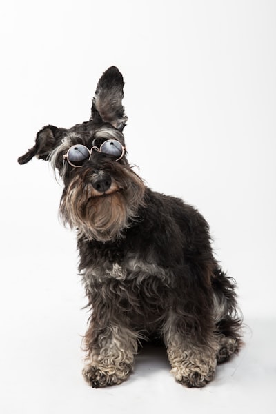 black Schnauzer dog with sunglasses on a white background