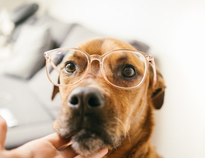 Got new glasses, but they look better on Ruby than they look on me.