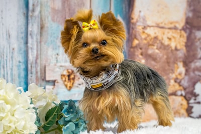 Jax the Yorkie