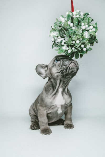 Mistle Pup