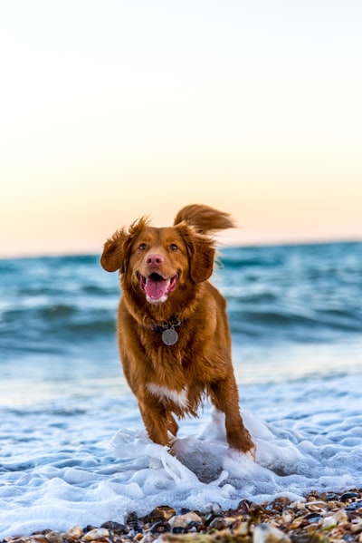 Nova Scotia Duck Tolling Retriever for PuppyHero.com:
https://puppyhero.com/breed/nova-scotia-duck-tolling-retriever