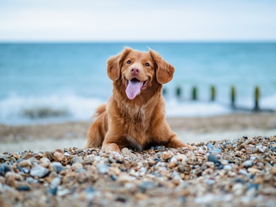 Golden retriever lying on ground during daytime