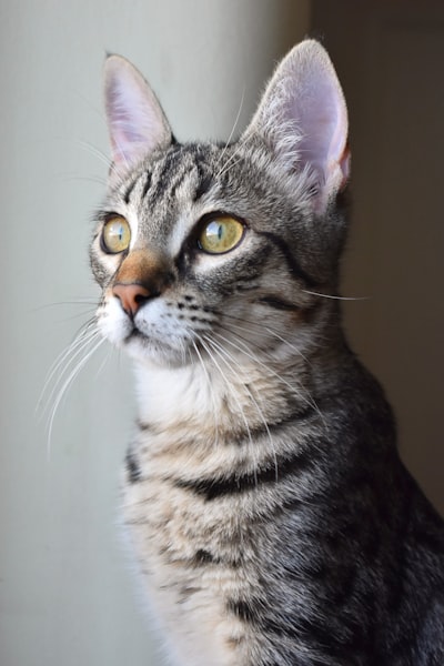 Close-up photo of brown tabby kitten
