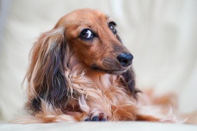 Brown and black long haired dachshund