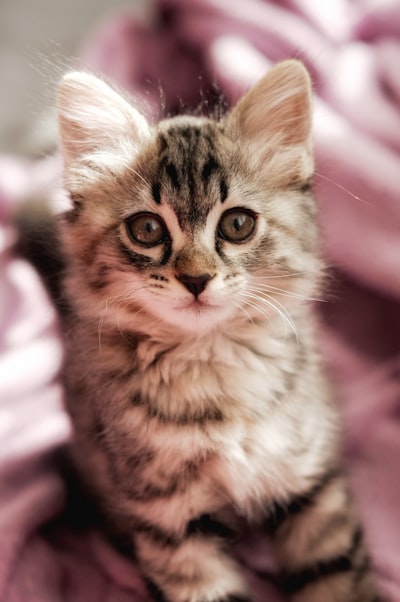 Brown tabby kitten on pink textile