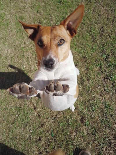 This is my dog Tumbles. She is 5 years old but is still as playful as a puppy. She loves to sleep on the couch, eat food and catch ball. She gives me a couple high fives when I am feeling down. She always wants me to be by her side and occasionally bites onto my hand and pulls me to follow her. She has a character unlike any dog I have ever seen. She’s my best friend