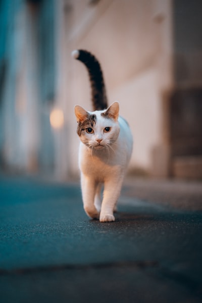 Un chat qui marche dans les rues de Nantes | Mathieu Odin