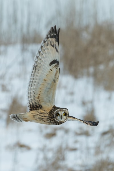 Wildlife