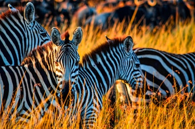 Beautiful scenes at Masai Mara National Reserve in Kenya