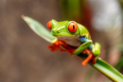 Costa Rica's Red Eye Frog