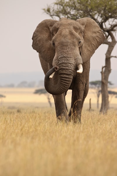 elephants