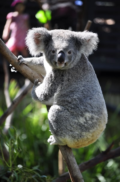 hello mate!