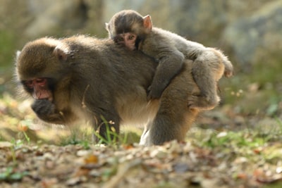 Little monkey is hanging on to the bigger monkey's back
