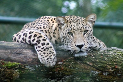 Peeking leopard