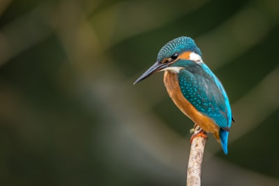 Perched blue and orange bird